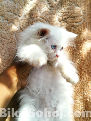 Persian cat